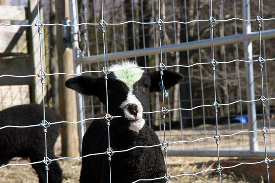 les hauts bétail de moutons de 1.2m fixes nouent la garde Field Fence de ferme de la barrière 50m 100m