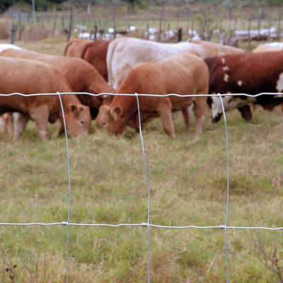 le champ de prairie d'agriculture de 1.8m a fixé la barrière à haute résistance de noeud